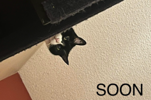 Miranda is watching you.