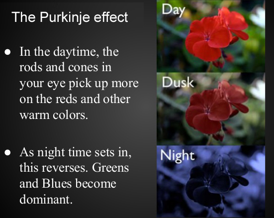 The Purkinje Effect